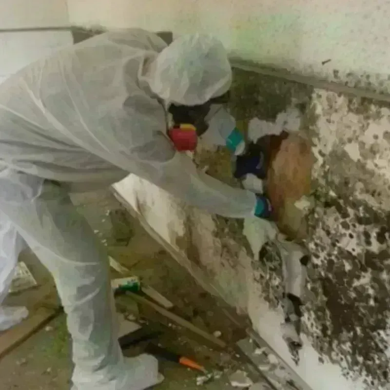 Mold Remediation and Removal in Wilkes County, NC